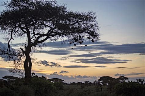 Premium Photo | Early morning kilimanjaro mountain view, amboseli ...