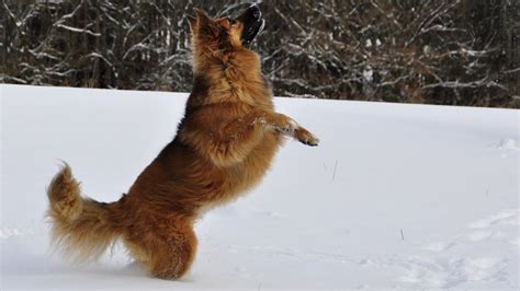 🔥 [50+] Dogs Playing in Snow Wallpapers | WallpaperSafari