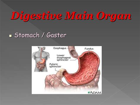 Ppt The Efficacy Of Antacid Towards Stomach Small And Large