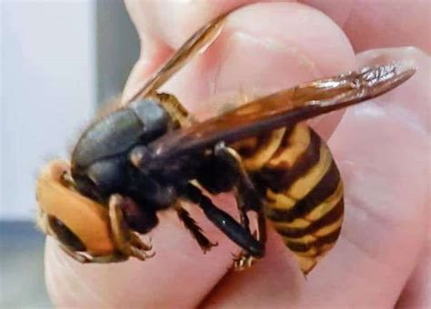 Giant 'murder-hornet' with painful sting discovered near Vancouver ...