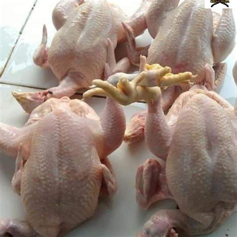 Jual Ayam Potong Utuh Uk16 Kg Ekoran Jakarta Timur Chicken