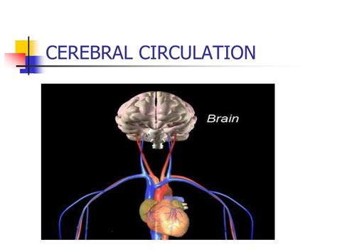 Ppt Cerebral Circulation And Cerebrospinal Fluid Csf Powerpoint