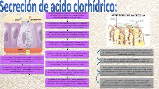 Fisiologia Basica Medica Patricia Salazar Produccion De Acido Clorhidrico