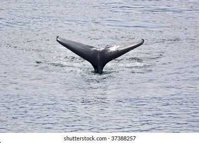 Hoonah Photography Photos And Images Shutterstock