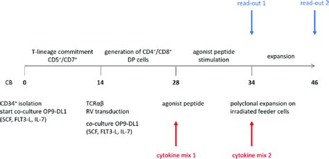 Culture Protocol To Obtain Phenotypically And Functionally Mature T