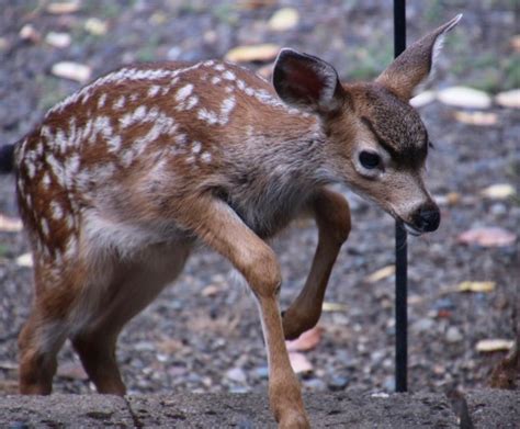 Blacktail deer fawns in Southern Oregon | Wandering through Time and Place