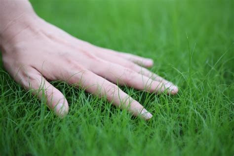 Centipede Grass