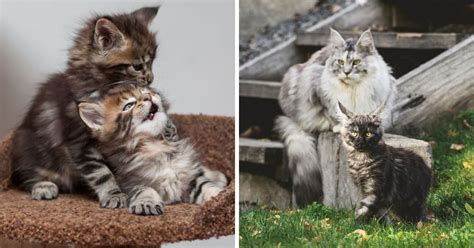 11 Adorable Maine Coon Growth Pictures (from Kitten to Adult