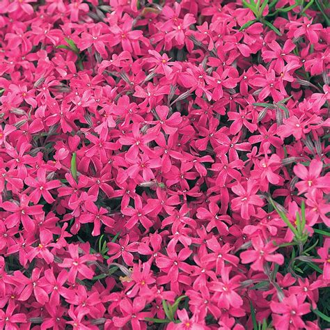 Atropurpurea Creeping Phlox: Ground Covers from Gurney's