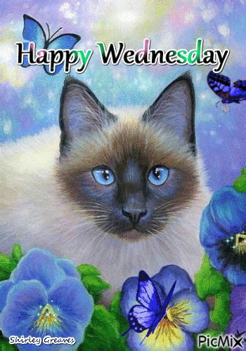 Siamese Cat Happy Wednesday Pictures, Photos, and Images for Facebook, Tumblr, Pinterest, and ...