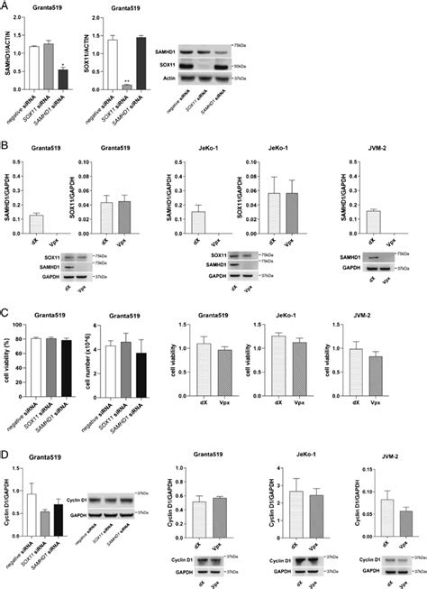 Protein Expression Of Samhd1 And Sox11 After Gene Silencing Download Scientific Diagram