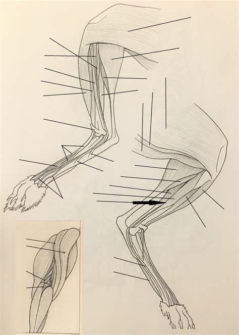 Shank Muscles Of Lepus Diagram Quizlet