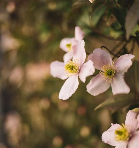 Selective Focus Photography of Pink and White Daisy Flower · Free Stock ... 