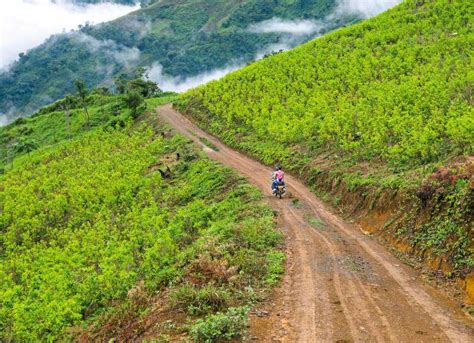 Cultivos De Coca En Colombia Alcanzan Un R Cord De Hect Reas En