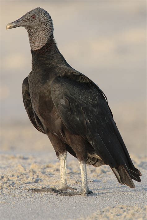 Black Vulture | Blackland Prairie Raptor Center