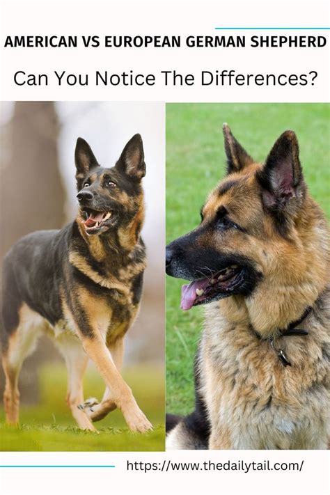 American Vs European German Shepherd Can You Notice The Differences