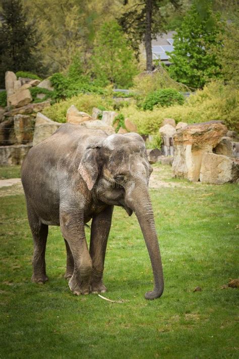 Indian Elephants in the Zoo Habitat. Stock Image - Image of herd ...