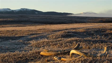 Scientists Unlock New Secrets From A Male Woolly Mammoth Tusk Cnn