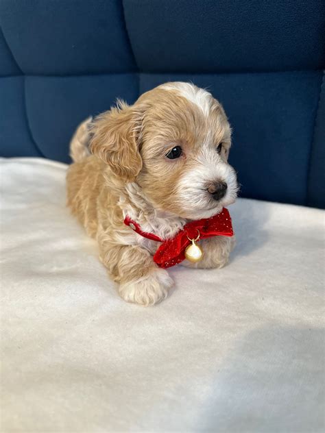 Liczny Piesek Maltipoo Ask Olx Pl