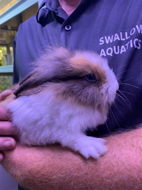 Swallow Aquatics East Harling - Home | Facebook