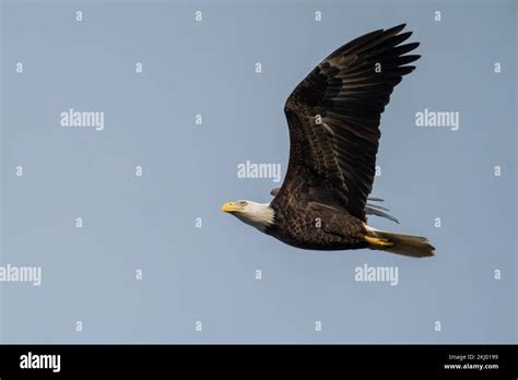 American Bald Eagle Stock Photo Alamy