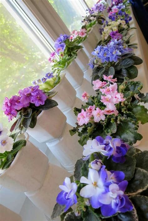 Gorgeous Blue and Purple Flowers for Your Garden