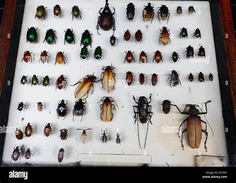 A collection of pinned Australian insects, bugs, beetles, Daintree ...