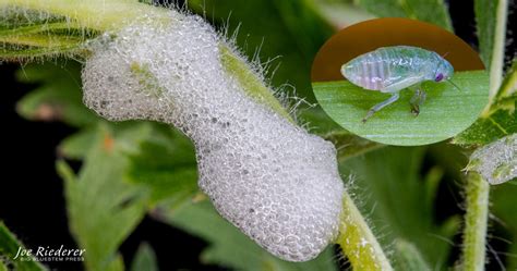 Meadow Spittlebug Wildlife In Winter