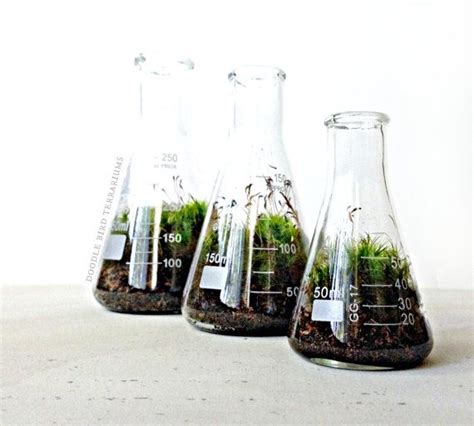 Science Beaker Terrarium Set Industrial Decor Flask Etsy Terrarium Industrial Decor