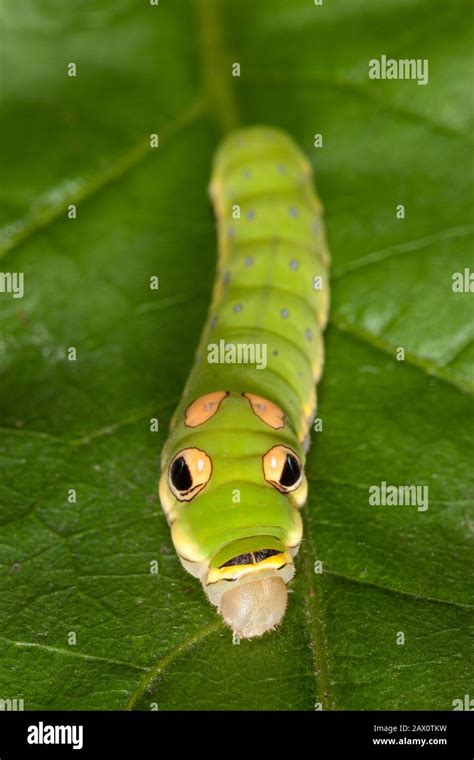 Remarkable Types Of Caterpillars And What They Become Atelier Yuwa