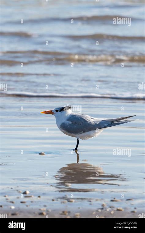 A Royal Tern Thalasseus Maximus On The Beach South Padre Island