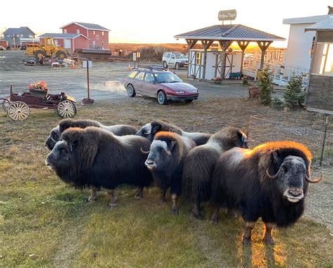 Nome's urban musk oxen have residents worried about their safety