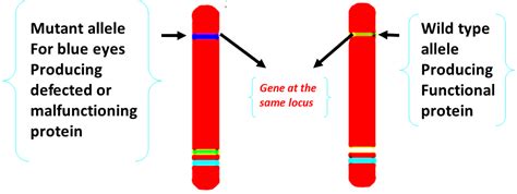 Allele Definition Biology Neet Aiims