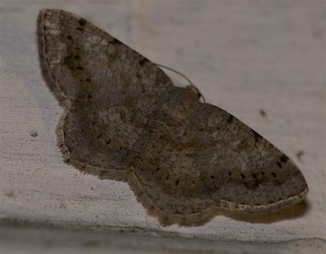 About Faint Spotted Angle Moth Maryland Biodiversity Project