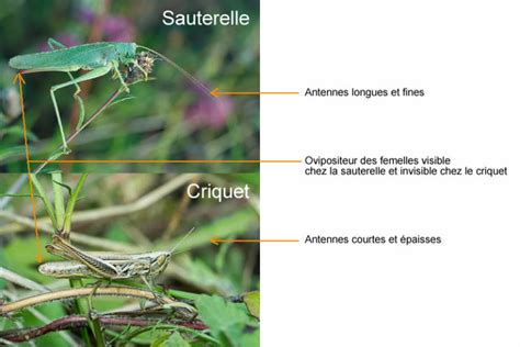 Diff Rences Entre Criquet Et Sauterelle Reconna Tre Et Identifier