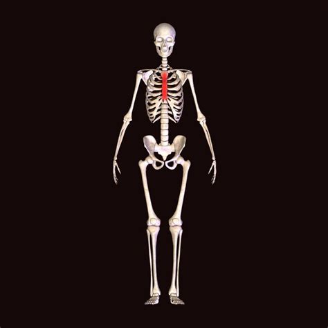 Anatomia Do Esqueleto Humano Para Conceito M Dico Ilustra O D Foto