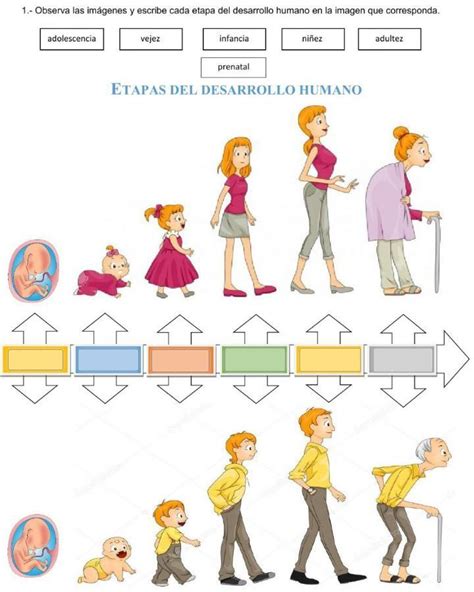 Etapas Del Desarrollo Humano Online Worksheet Porn Sex Picture