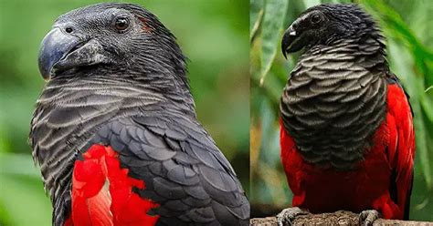 The Dracula Parrot Is The Goth Among Birds And Is Terrifyingly