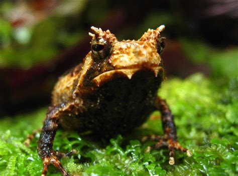 New Fanged Frog Species Gives Birth To Tadpoles | Gephardt Daily