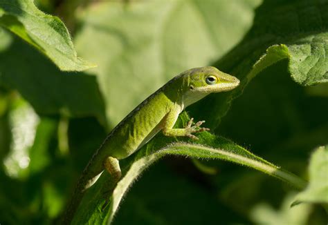 Anole Lizard Care Reptiles Magazine
