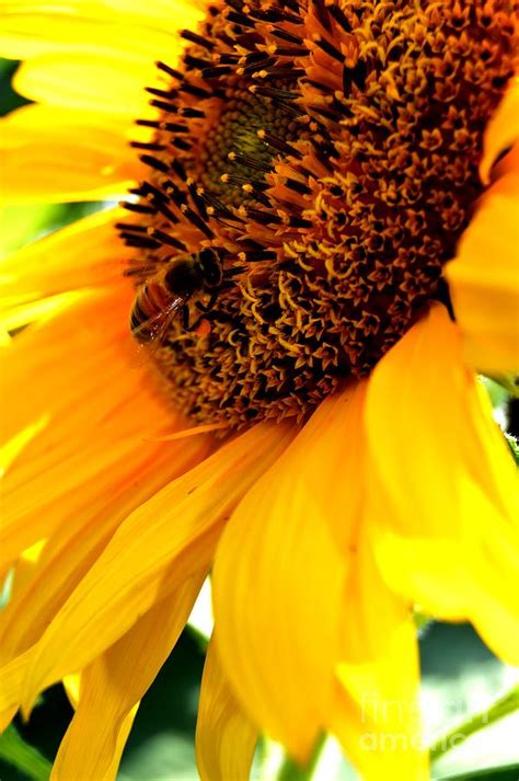 Sunflower Pollination Photograph by Ashley Keller - Pixels