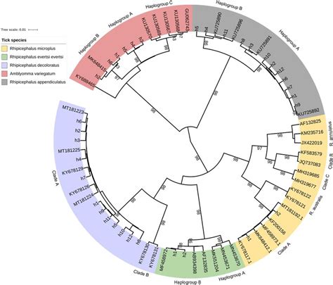 Bayesian Phylogenetic Tree Based On Cox1 Gene Haplotypes Generated In