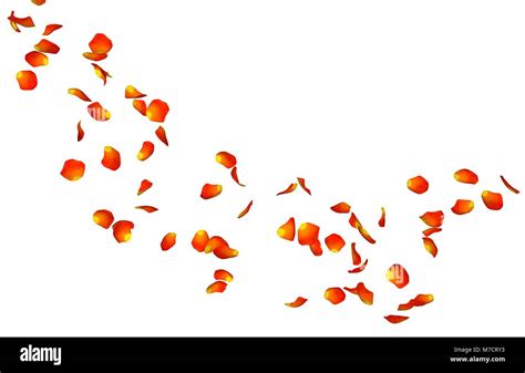 Orange Rose Petals In Flying In The Air White Isolated Background