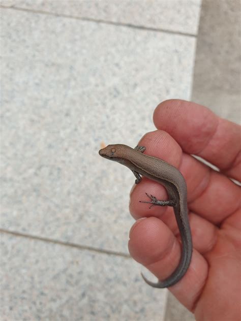 Delicate Garden Skink From Jarrahmond Vic Australia On March