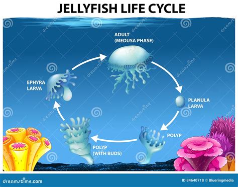 Jellyfish Life Cycle Diagram Stock Vector - Illustration of graphic ...