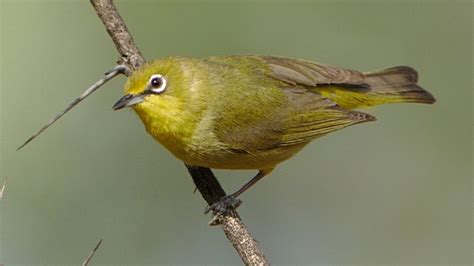 Birds Of Cape Town Wildlife Woods