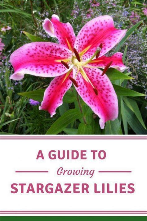 A Guide To Growing Spectacular Stargazer Lilies Artofit