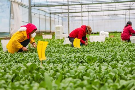 每年10万吨蔬菜南下江西赣州打造粤港澳大湾区优质菜篮子 瑞金市信息公开