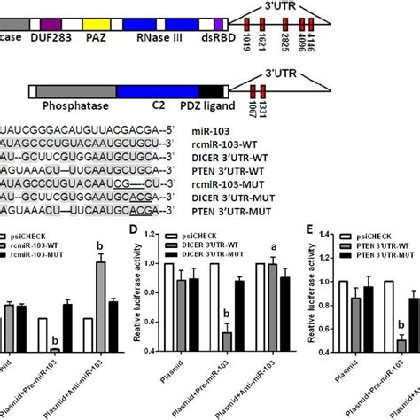 Dicer And Pten Are Direct Target Genes Of Mir A Schematic Gene