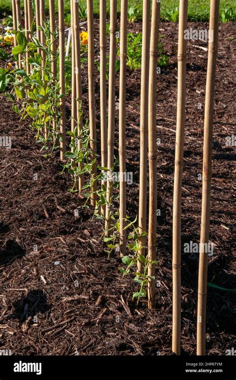 Sydney Australia Row Of Garden Stakes Supporting Young Sweet Pea